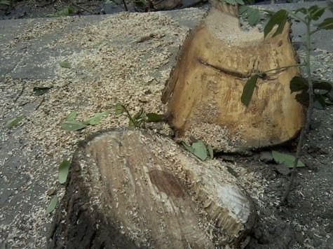 Một phần gốc cây sưa đã bị đốn hạ